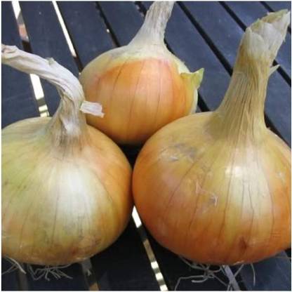 KNESSiN Onion - SENSHYU Yellow-{1200 Seeds} Seed