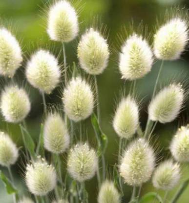 RRNURSERY BUNNY TAILS GRASS seeds Seed