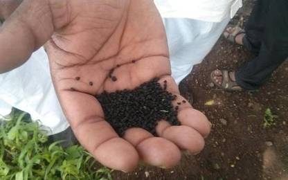 WILLVINE PUSA-1491 Red Kothi Onion Seeds (Dark Red)-1500 Seeds Seed