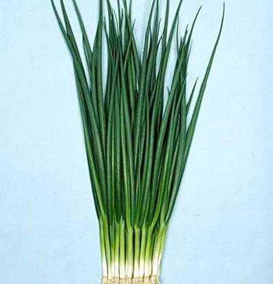 WILLVINE GOI -XI Scallion “Kyoto Kujo Negi” Bunching Onion [2.5g] Seed