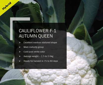 WILLVINE CAULIFLOWER F-1 AUTUMN QUEEN SEEDS(250 Seeds) Seed