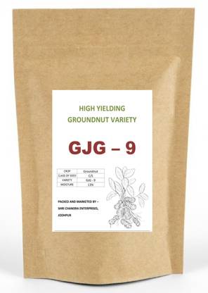 Green World TAG-24 Groundnut Seeds/Mungfali Beej Farming Researched Seeds 500 Gms Seed