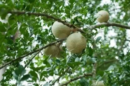 MAA Wood apple, Bel fruit, Kaitha, Katbel, Beal Fruit Seed