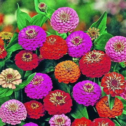Lorvox Peppermint Stick Mix Zinnia Flower Seed