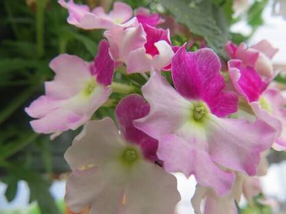 BDSresolve Trailing verbena seeds PACK OF 50 Seed