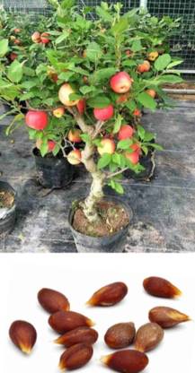 SHOP 360 GARDEN Malus domestica / Apple Fruit Seeds For Growing - Pack of 30 seeds Seed