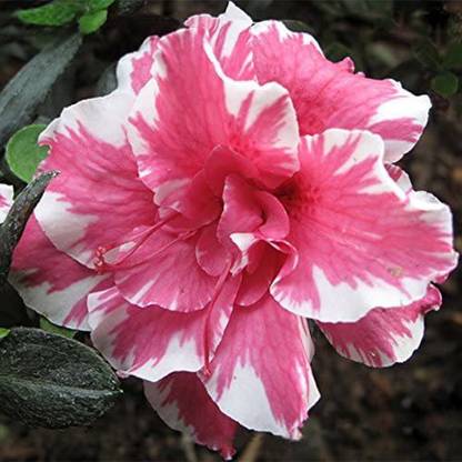 CYBEXIS NDIR-17 - Mixed Color Adenium Obesum - (315 Seeds) Seed