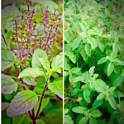 SEEDSART NXC - Gorgeous Tulsi Seeds " Tulsi " Organic 100 Seeds , I914 Seed