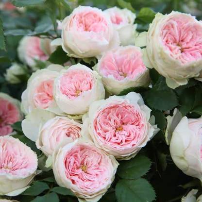 VibeX Rose “Pompon Veranda/pashmina” Pink Green Seed