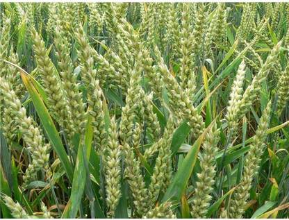 CYBEXIS XLL-86 - Hard Red Winter Wheat - (2500 Seeds) Seed