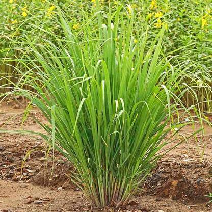 VibeX PAU-11 - LEMONGRASS East Indian - (750 Seeds) Seed
