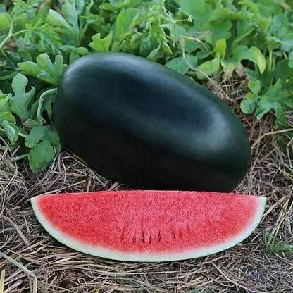 Arshiayat water melon seed for eating 230 Seed