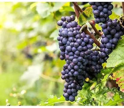 PASCLE Black Globe Grapes Fruits Seed
