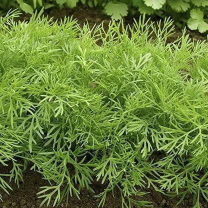 VibeX TLX-41 - Herb Dill Bush Giant - (750 Seeds) Seed