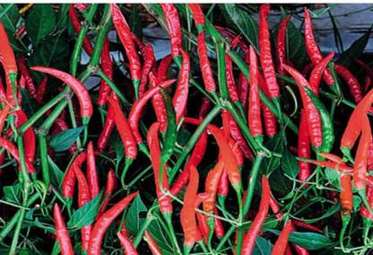 greenfarm NXC- Chilli Seeds / Mirchi Seeds , Best Quality , 270 X Seeds , TGF95 Seed