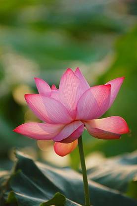 Parshwa Lotus Seed