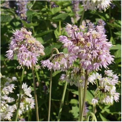 WILLVINE MAH -VI Nodding Onion Native Wild-flower [2.5g] Seed