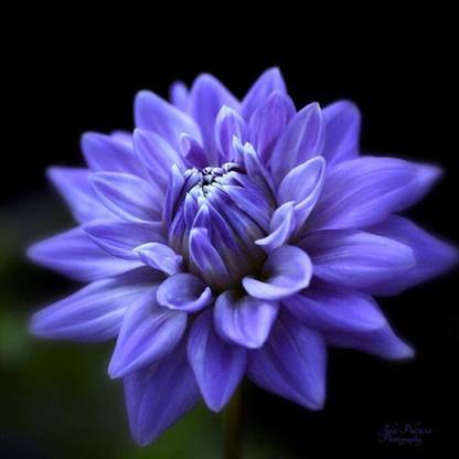 CYBEXIS XL-12 - Rare Dahlia Opera Light Blue Fresh - (60 Seeds) Seed