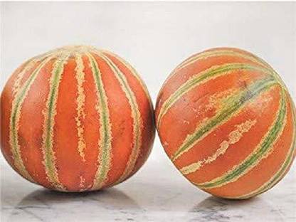 VibeX XL-80 - Pure Natural Kharbuj / Musk Melon - (150 Seeds) Seed