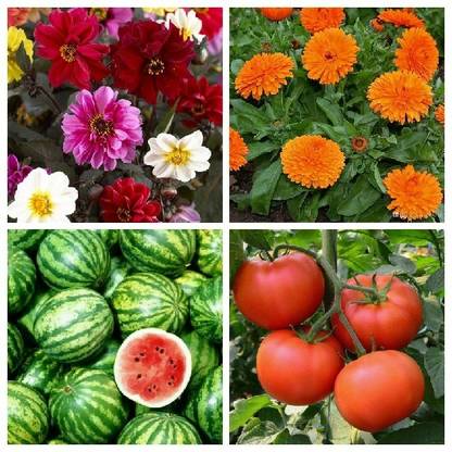 R-DRoz Dahlia Single Petal Flowers, Tomato Desi, Watermelon Green & Calendula Flowers Seed