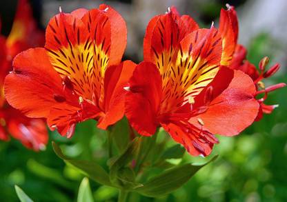 Haritadhara Alstroemeria ,Princess lily Mix Color Flower Bulbs For Home Garden( Pack of 2 ) Seed