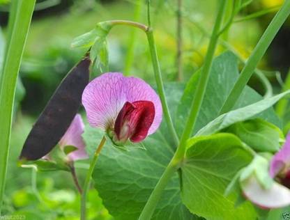 VibeX ® VXI-308 Snow peas- Blend Mix color Seed