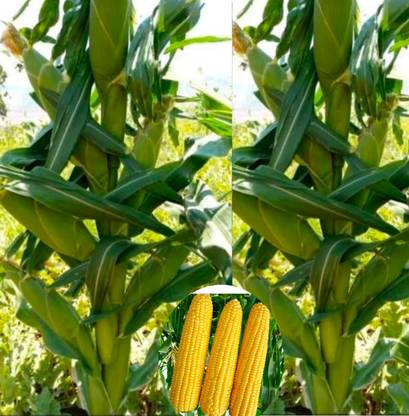 HYBRID 5kg, hybrid maize/makka/corn seed highest yield variety long bhutta Seed