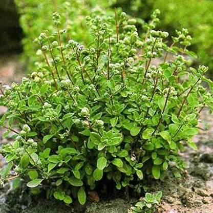 VibeX VVI-55 - Herb Sweet Marjoram Oregano - (450 Seeds) Seed