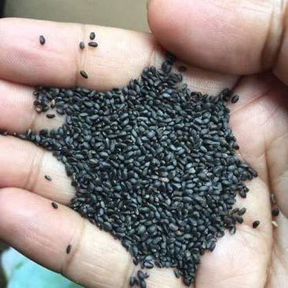 LPR TULSI, BASIL SEEDS Seed