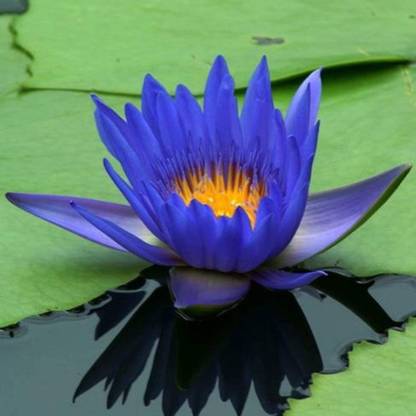 VibeX ® VLR-295 Nymphaea King Blue Hardy Water Lily Seeds Seed