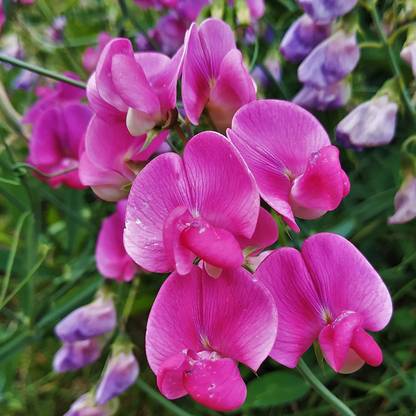 CYBEXIS TLX-7 - Sweet Peas Royal Rose-Pink - (300 Seeds) Seed