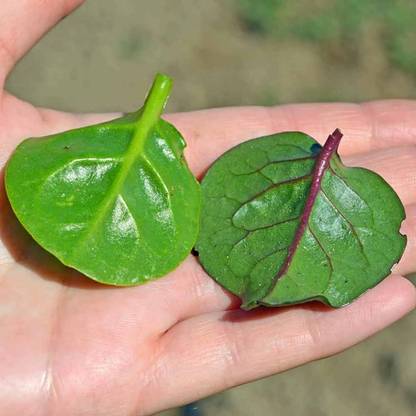 BDSresolve red stem malabar spinach seeds/malabar spinach seed 90 Seed