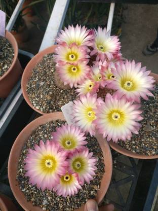 NooElec Seeds India All Seasons Notocactus Rutilans Cactus Succulent Seed