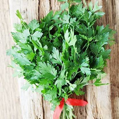 VibeX XLR-74 - Parsley Italian Dark Green Flat Leaf - (250 Seeds) Seed