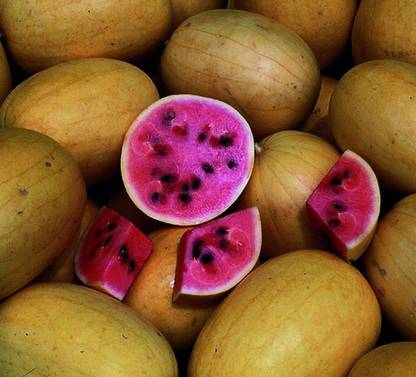Qualtivate XXX-2A Golden Midget Watermelon-Pink Flesh Seed