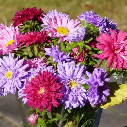 KANAYA Aster" Duchess Mixed" Hybrid Seed