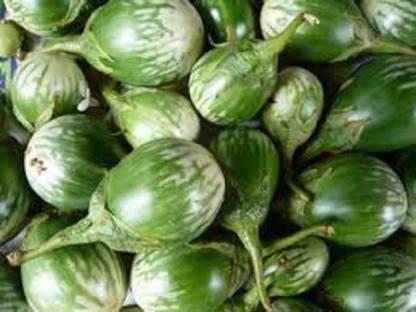 VibeX ® RXI-335 Farm green brinjal seeds Seed