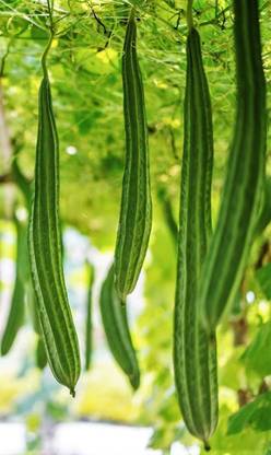 CYBEXIS ATS-16 - Ridge Gourd |Turia Non-GMO - (300 Seeds) Seed
