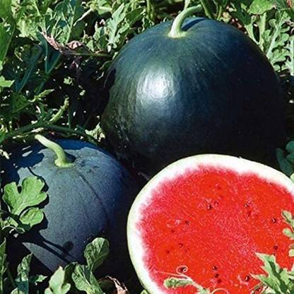 VibeX NDIR-17 - Watermelon Black Beauty Rare Giant Fruit - (150 Seeds) Seed