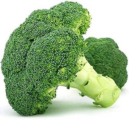 CYBEXIS XL-63 - Winter Broccoli - (450 Seeds) Seed