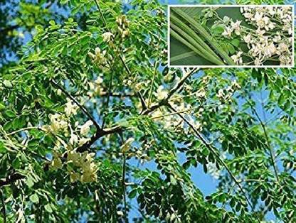 VibeX KGF -71 - Moringa oleifera Tree - (150 Seeds) Seed