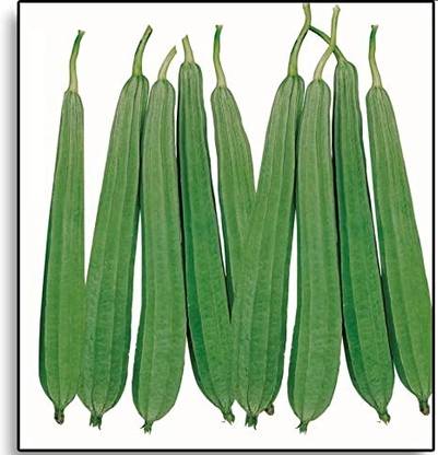 VibeX Ridge gourd CO-2. seeds[10 Gms, 50 Seeds] Seed