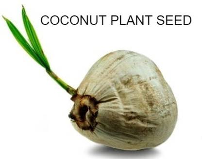 SKDIYA coconut Seed