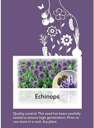 CYBEXIS Echinops Seed