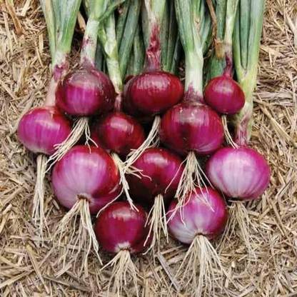 WILLVINE PAU -V Southport Red Globe Onion Seeds [10g] Seed