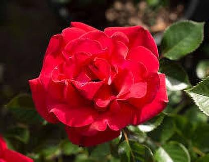 greenfarm XCIP- Rose Flower Seeds / Fragrant rose Seeds , Imported 115 X seeds DC200 Seed