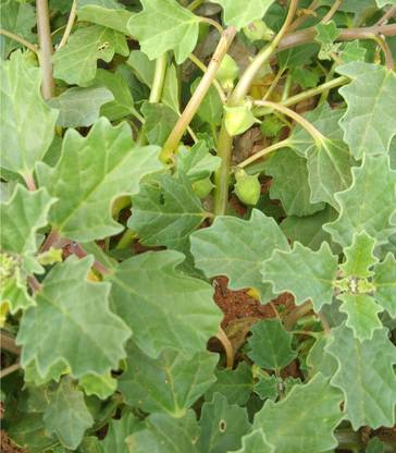 CHEMBARUTHI Neggilu mullu, Nerinjil, Gokhru, Nerunji Mull Seed