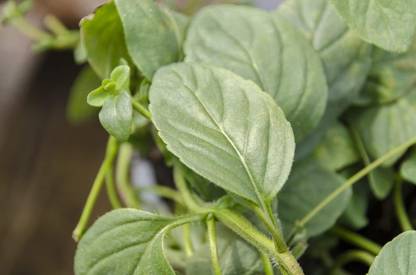 VibeX ® VXI-452 Banana Mint Seeds Seed