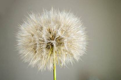 Apurba Agriculture Dandelion, Dandelion flower, Dandelion flower seed, Dandelion Plant Seeds, 1Pack Seed
