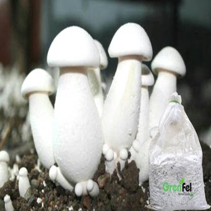 grenfel Mushroom 550 Gm White Milky Mushrooms 1st Generation Spawn/Seeds Mycelium Spores Seed